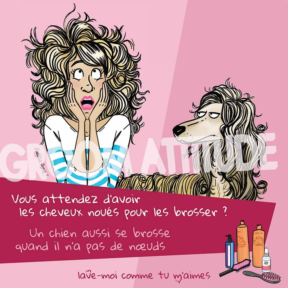 groom attitude animaux