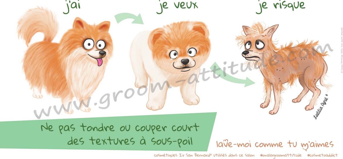 groom_affiche_web spitz_groom attitude_affiche_Laetitia aynié illustrations_tonte